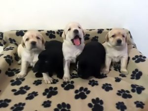 vendita cuccioli di Labrador